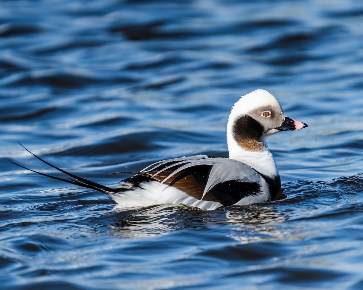 Long-tailed Duck - ML291221911