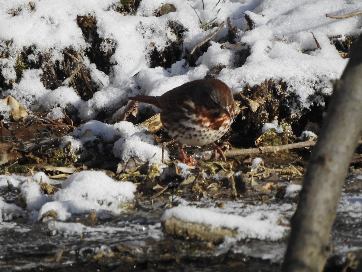 Fox Sparrow (Red) - Bill Stanley