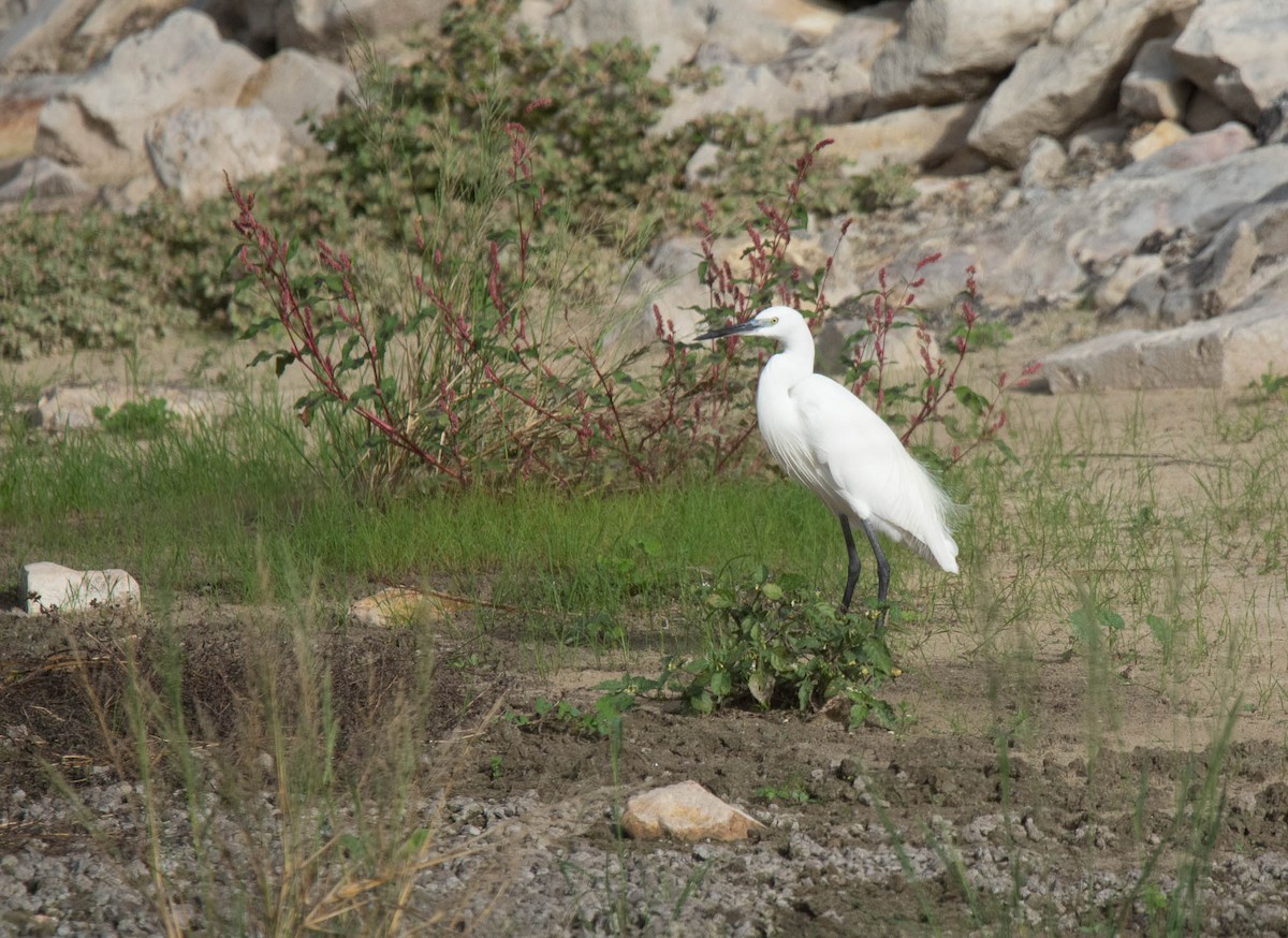 Little Egret - netanel yarkoni