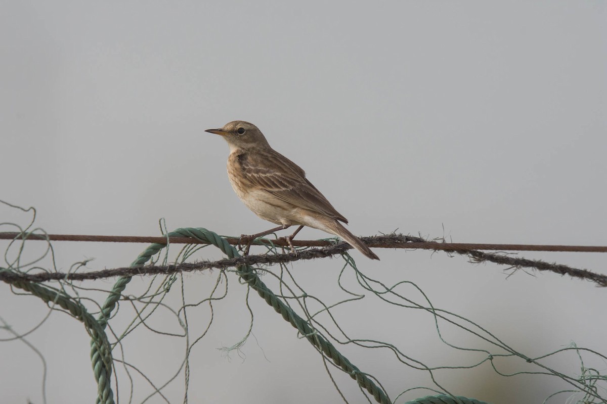 Water Pipit - ML291229281
