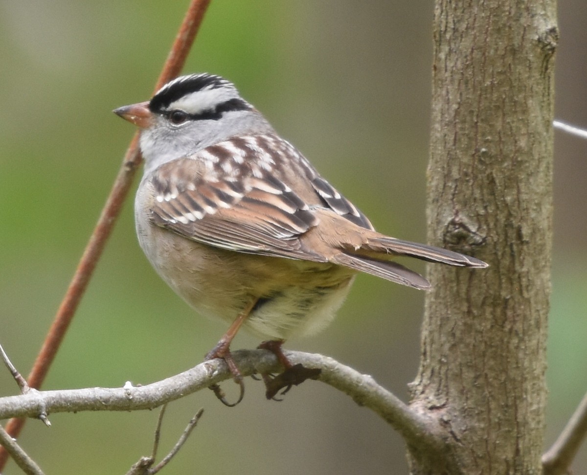 White-crowned Sparrow - Guy Babineau