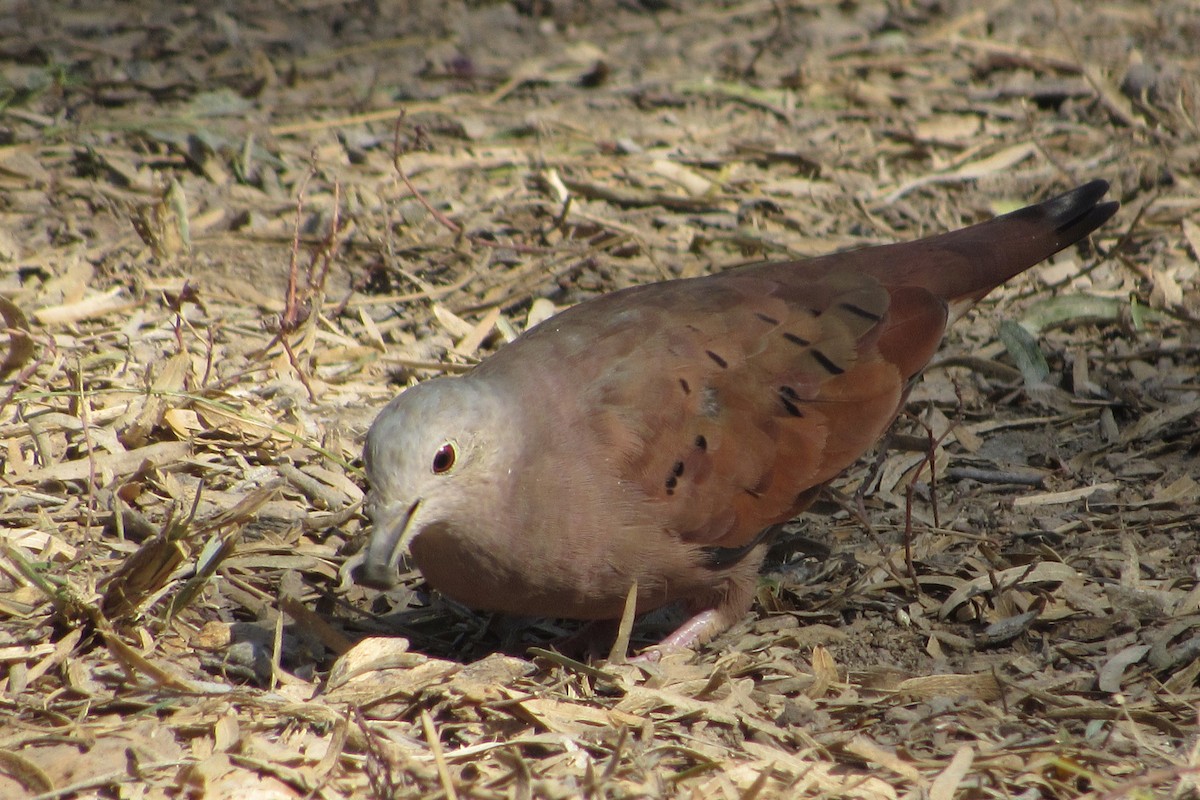 Ruddy Ground Dove - anne mayville