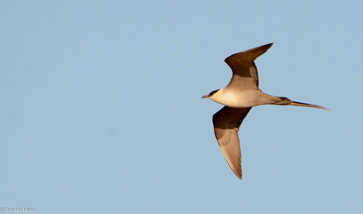 Long-tailed Jaeger - ML29123381