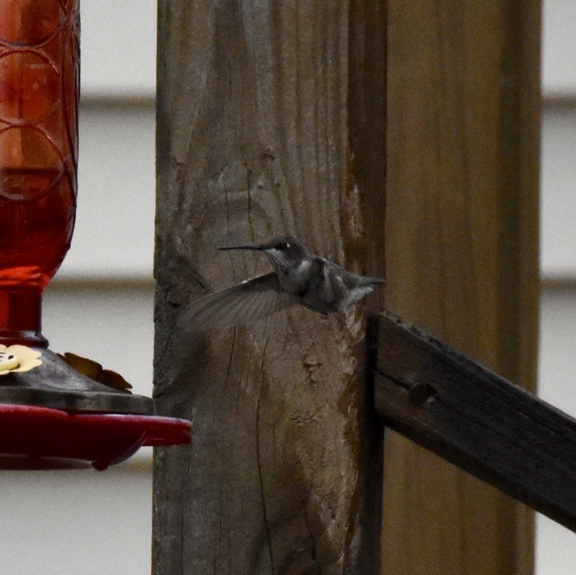 Black-chinned Hummingbird - ML291243541