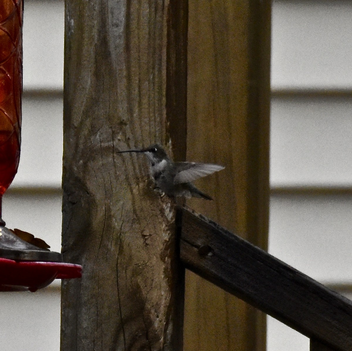 Black-chinned Hummingbird - ML291243611