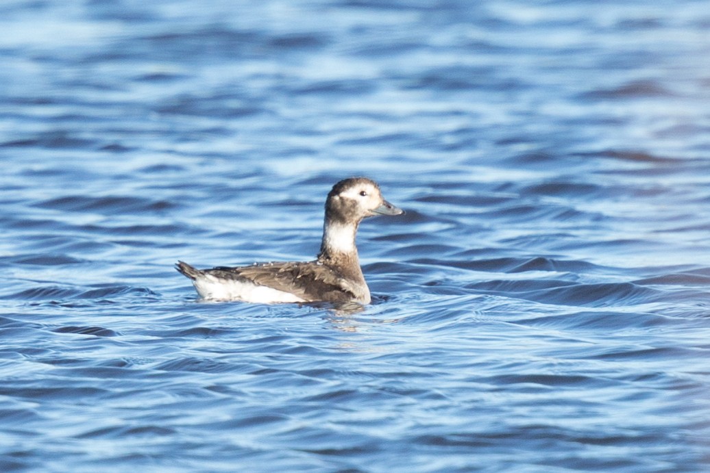 Long-tailed Duck - Jeff Huth