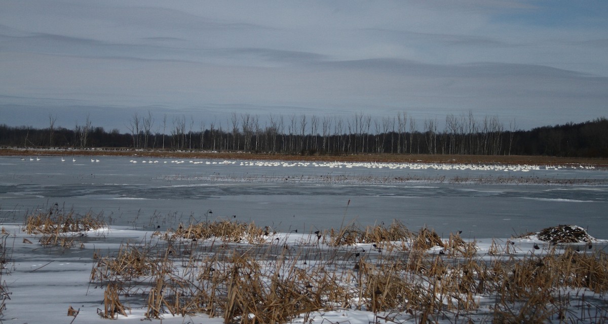 eBird Checklist - 26 Dec 2020 - Killdeer Plains Wildlife Area - 27 species