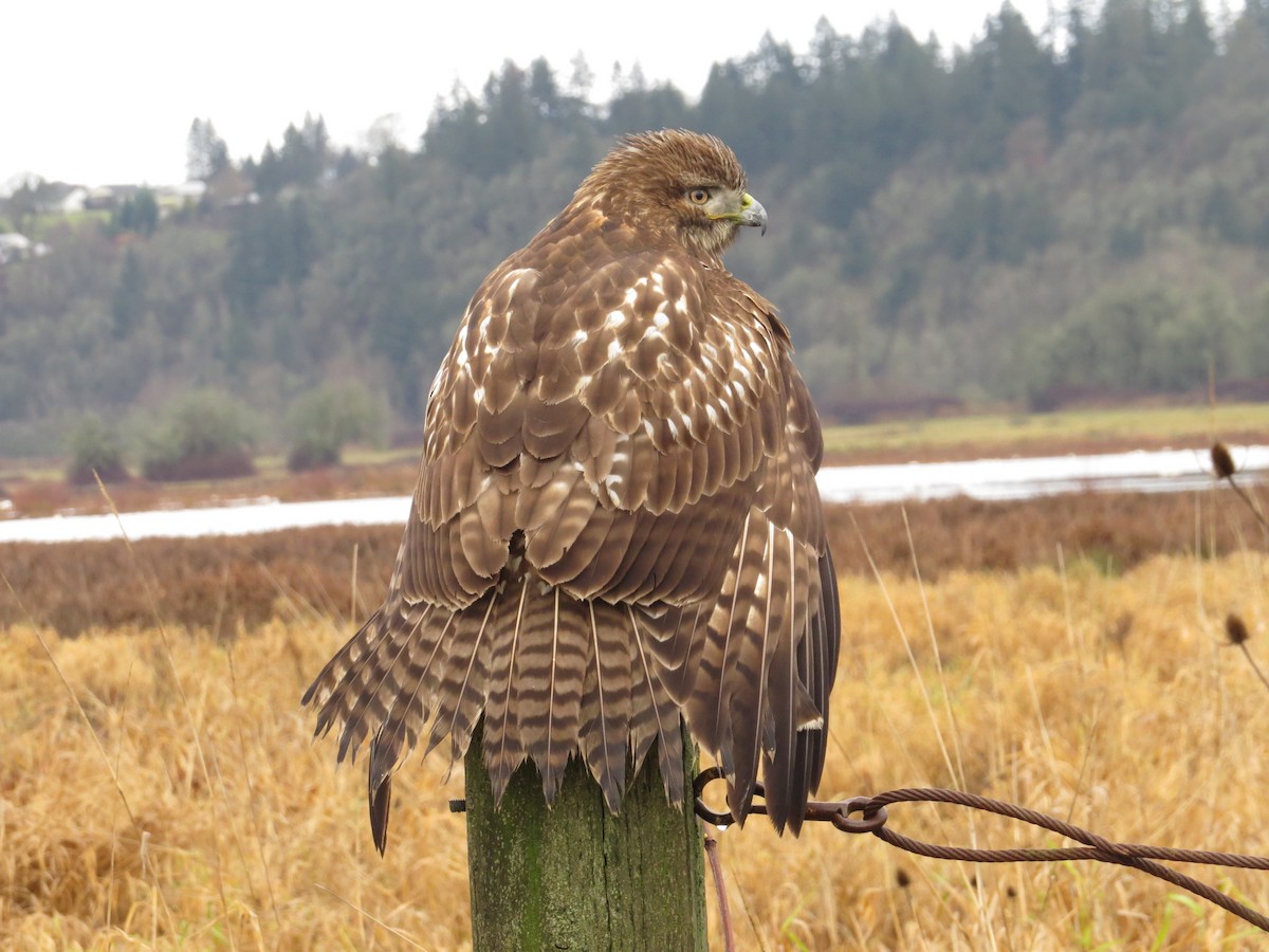 Red-tailed Hawk - Kyle Leader