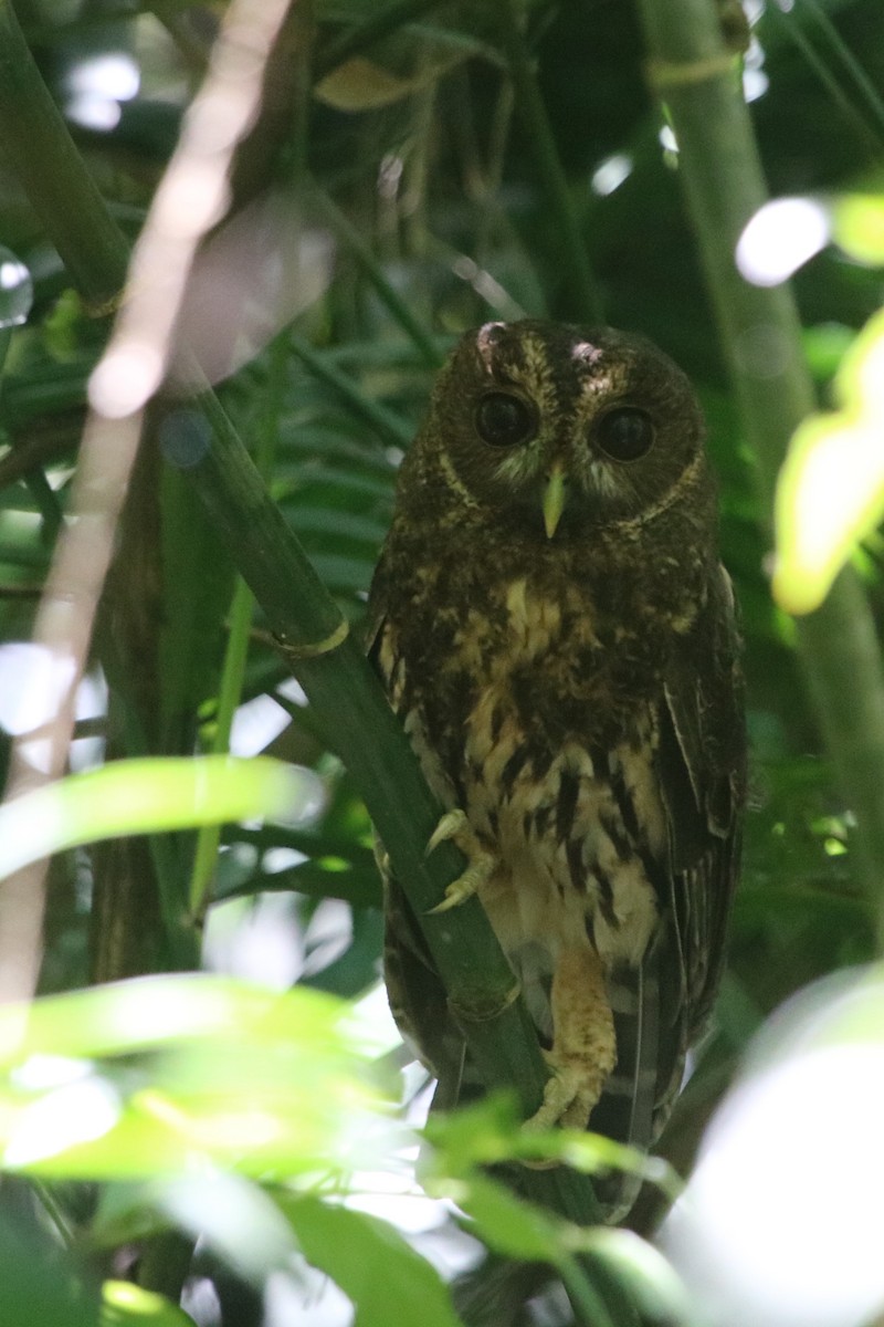 Mottled Owl - Francis Joyce