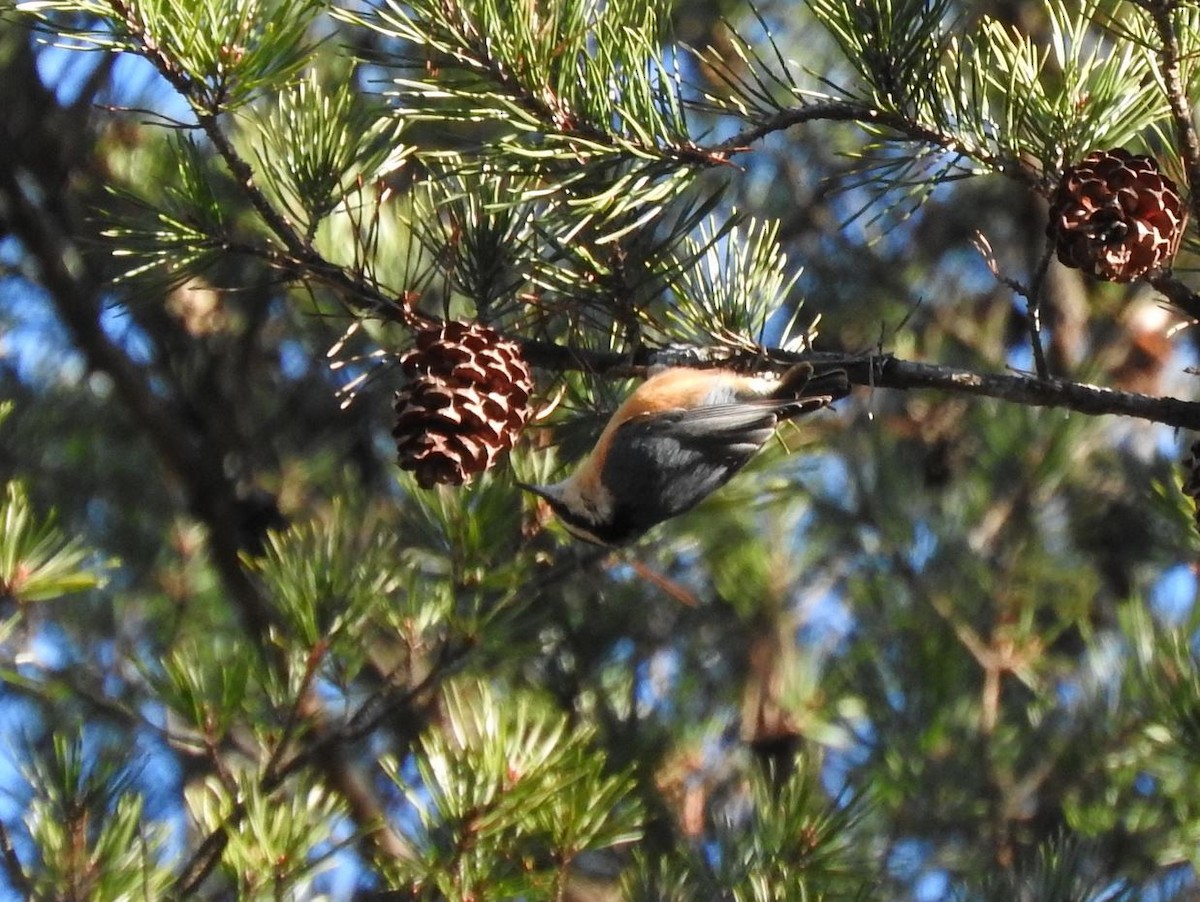 Red-breasted Nuthatch - ML291264031