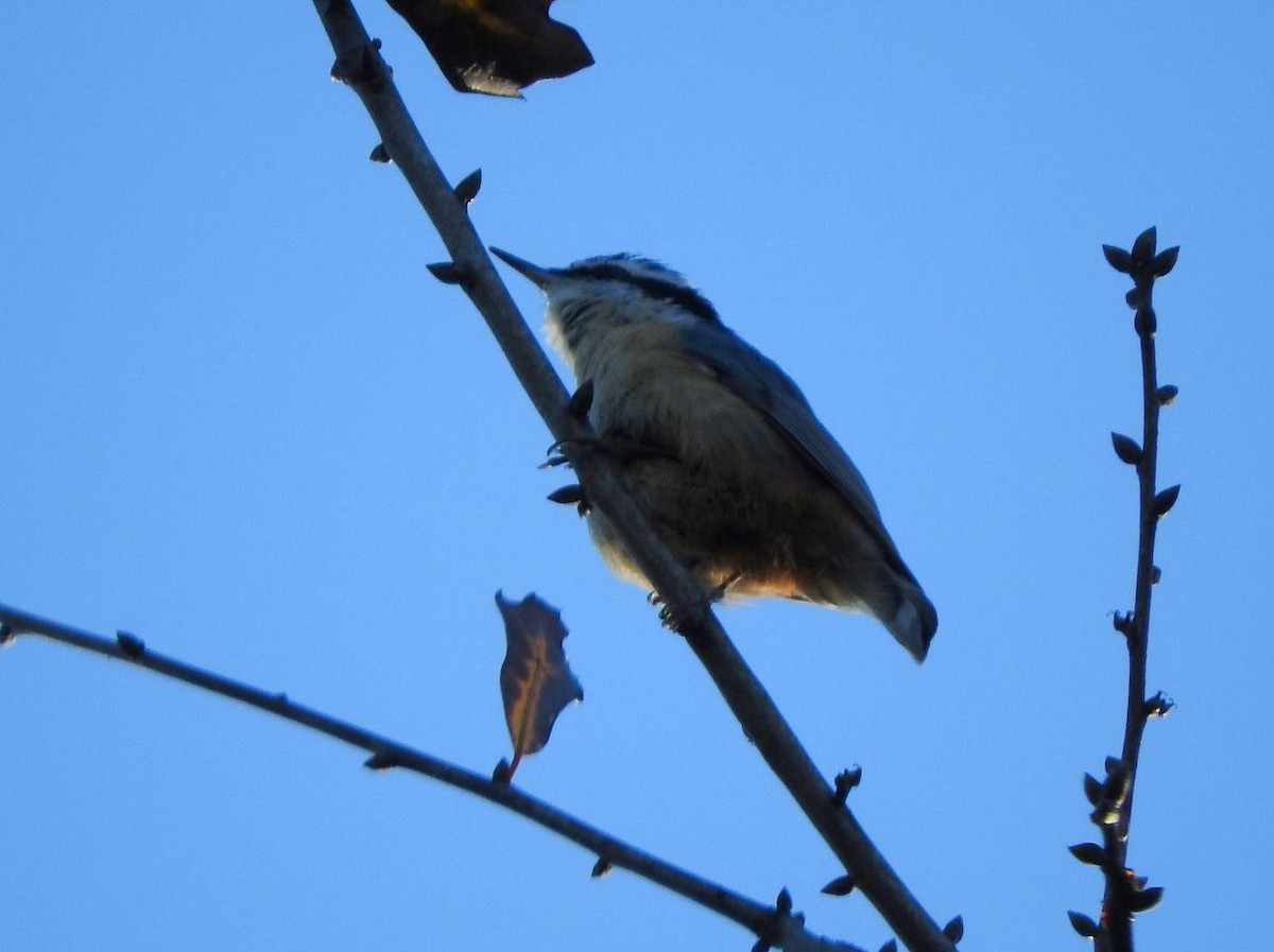 Red-breasted Nuthatch - ML291264181