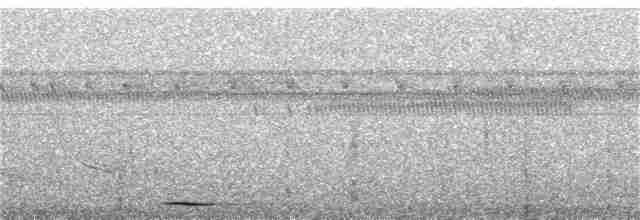 Tinamou noctivague - ML291280201