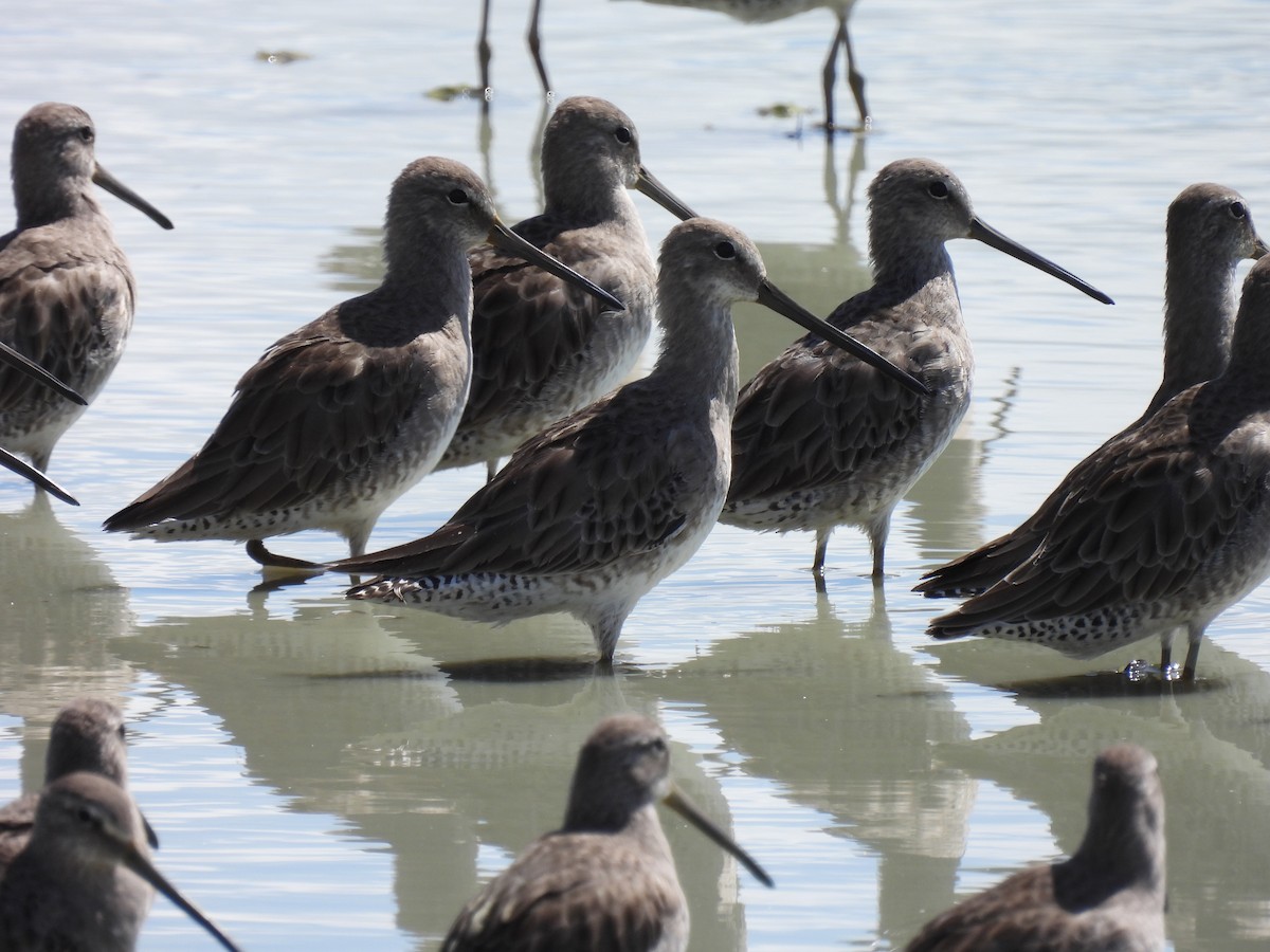 Long-billed Dowitcher - Carlos Ulate