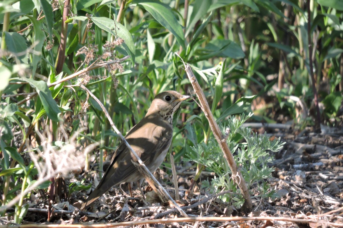 eBird Checklist 17 May 2016 USSouth DakotaDupree wayside 28