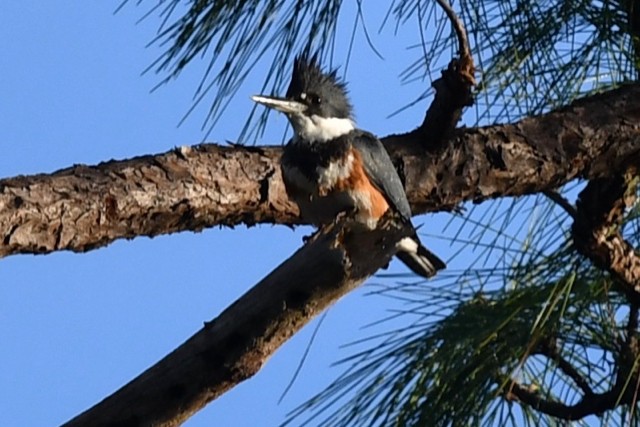 Belted Kingfisher - ML291286381