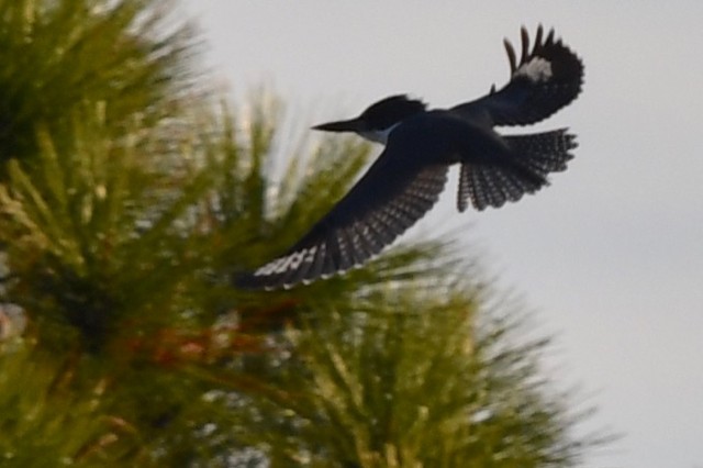 Belted Kingfisher - ML291286401