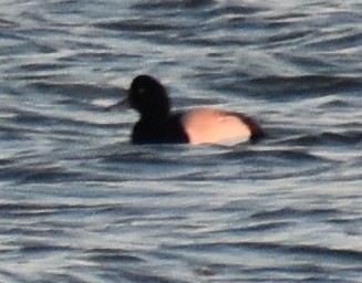 Greater Scaup - Ray Doyle