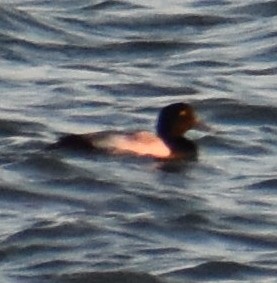 Greater Scaup - Ray Doyle