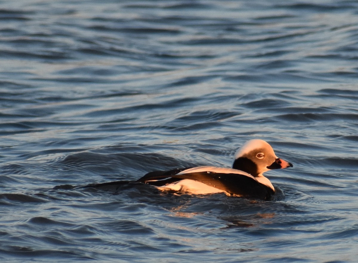Long-tailed Duck - ML291289691