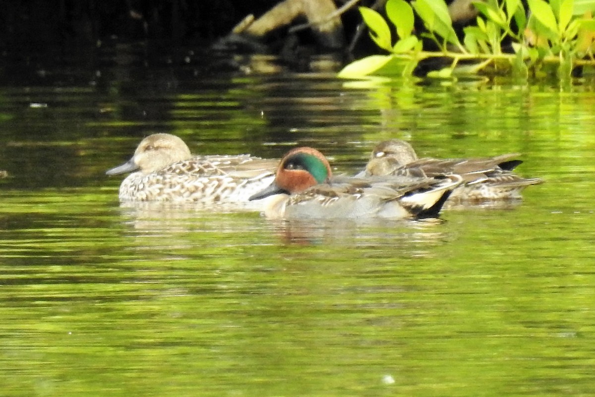 Green-winged Teal - ML291291061