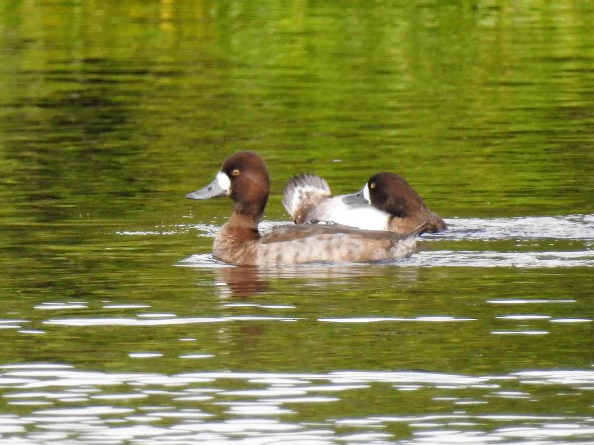 Greater Scaup - ML291291401