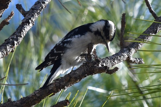 Downy Woodpecker (Eastern) - barbara segal