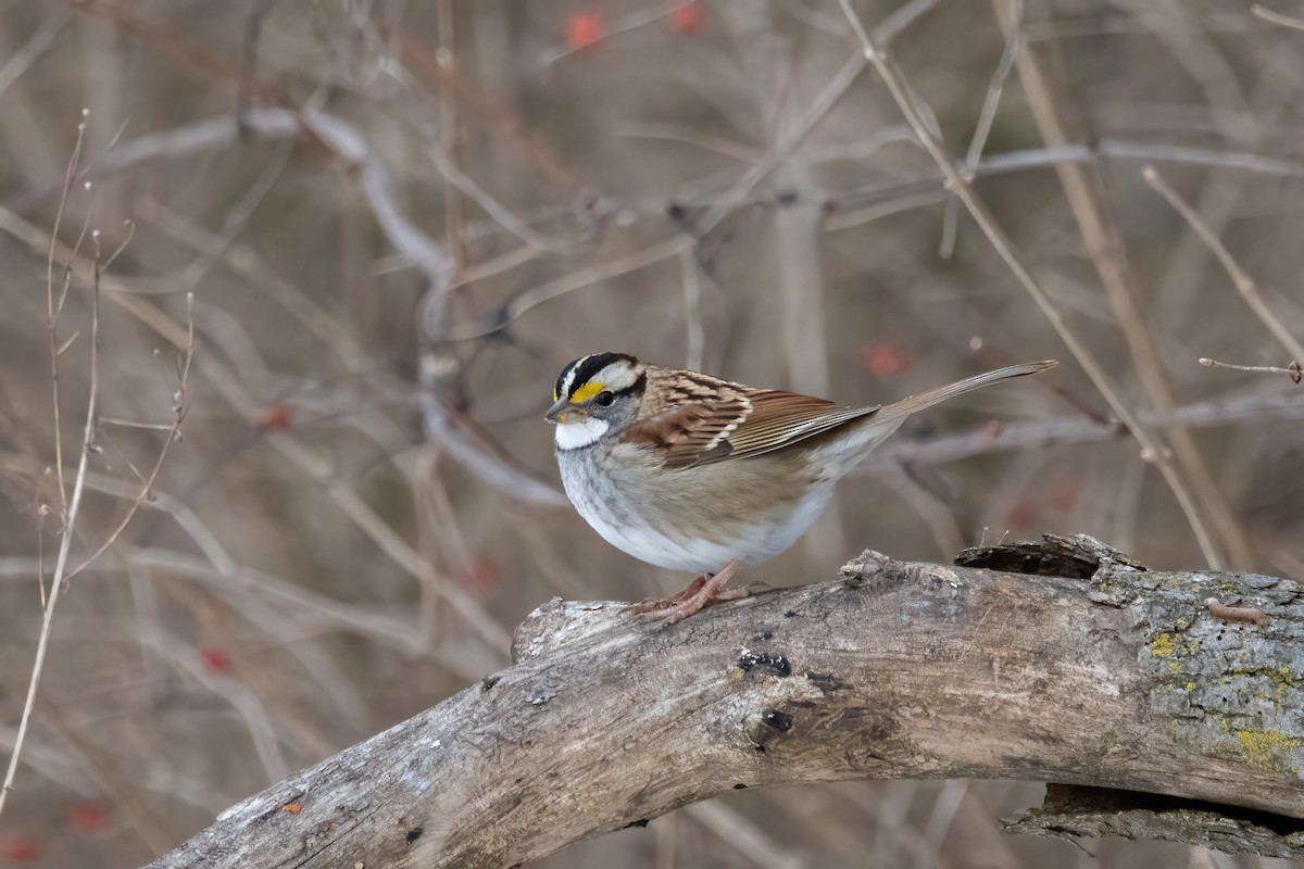 White-throated Sparrow - ML291297091