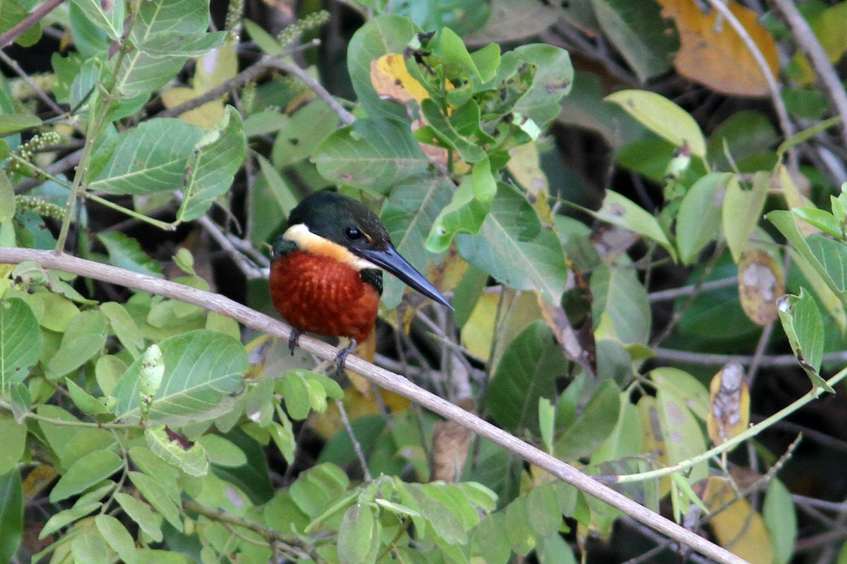 Green-and-rufous Kingfisher - Charley Hesse TROPICAL BIRDING