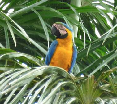 Blue-and-yellow Macaw - Barb Thomascall