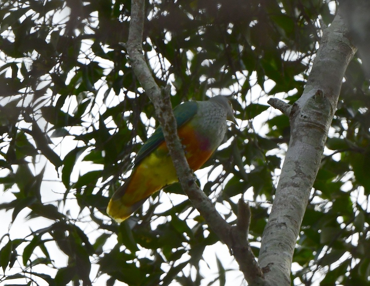 Rose-crowned Fruit-Dove - ML291304911