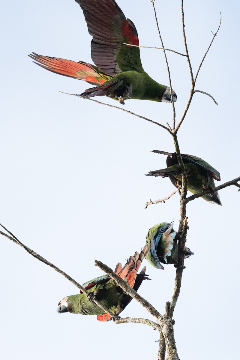 Chestnut-fronted Macaw - Pancho Enriquez