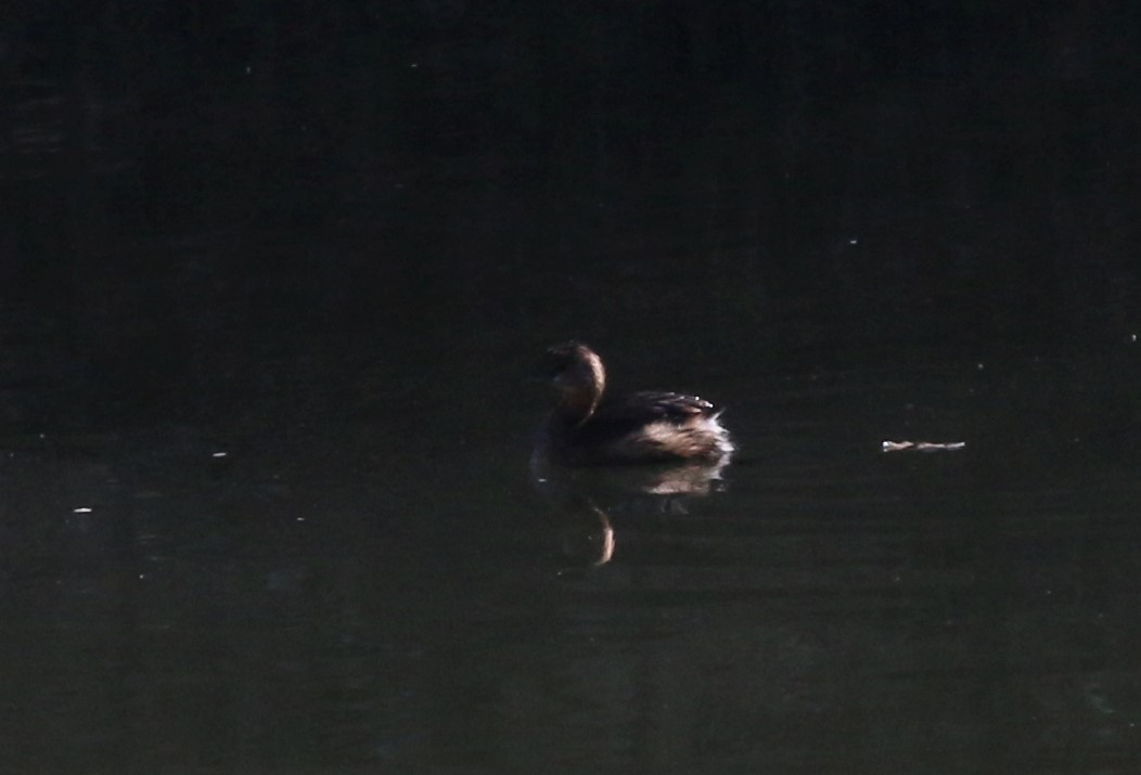 Pied-billed Grebe - Susan Andres