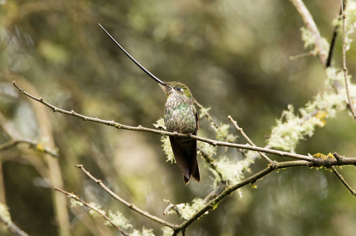 Sword-billed Hummingbird - Jaime Valenzuela Trujillo