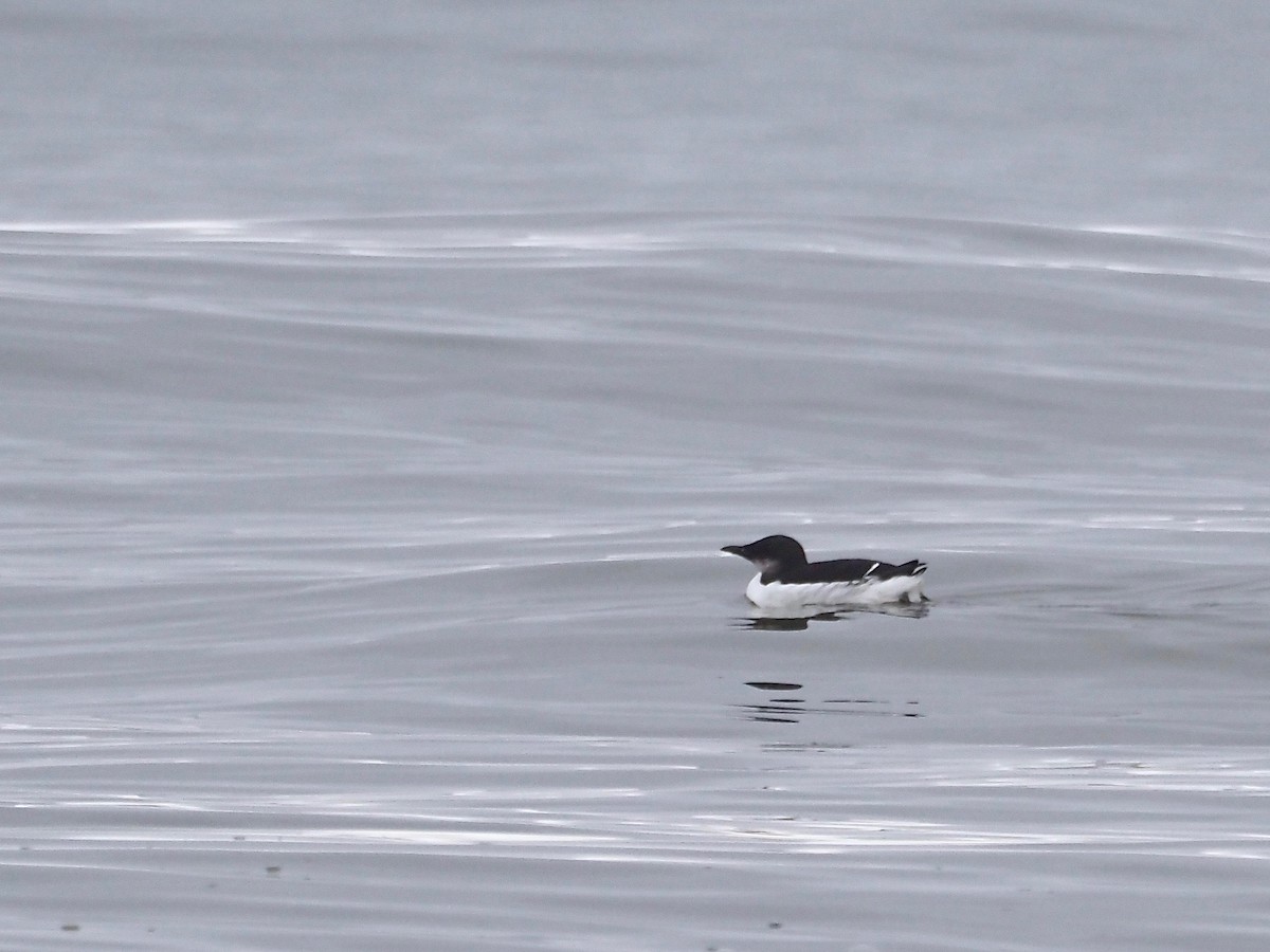 Thick-billed Murre - ML291320311
