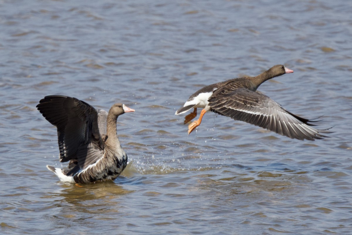 Greater White-fronted Goose - ML291324991