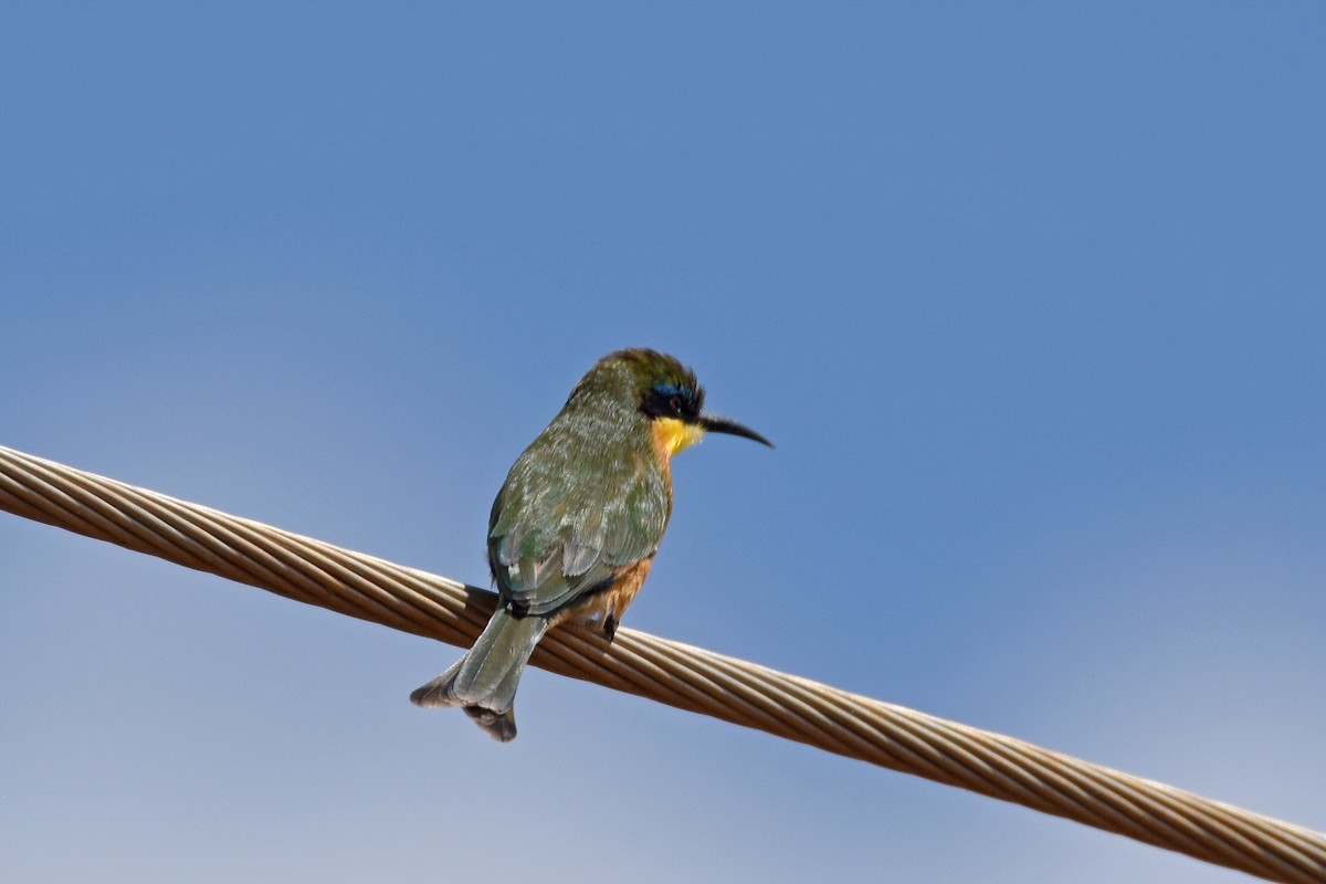 Little Bee-eater - Brian Henderson