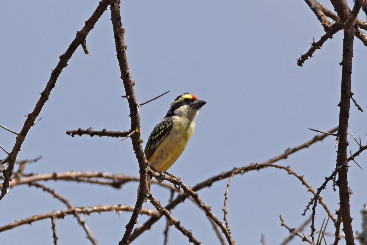 Red-fronted Barbet - ML291332811