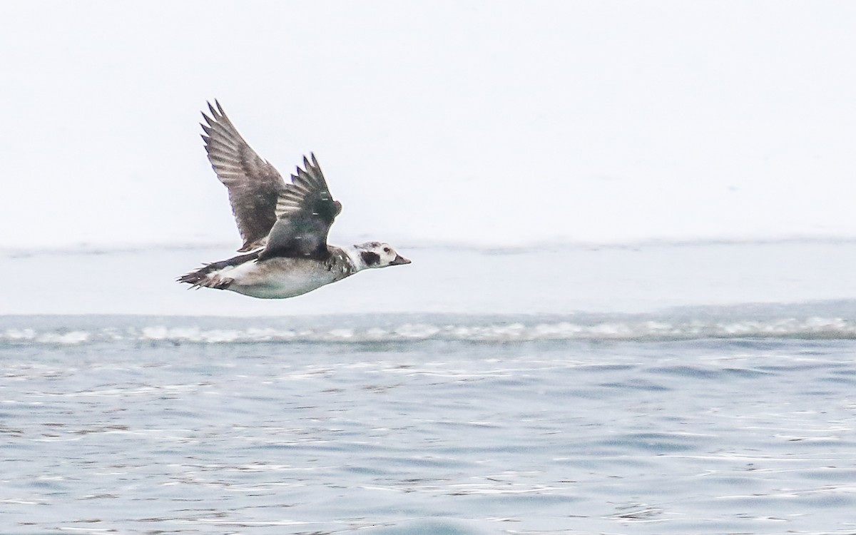 Long-tailed Duck - ML291334521