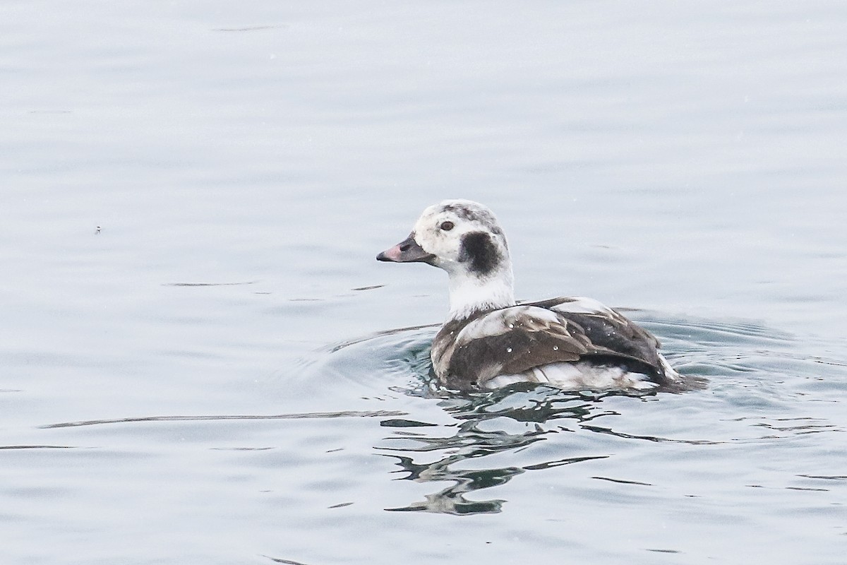 Long-tailed Duck - ML291334531