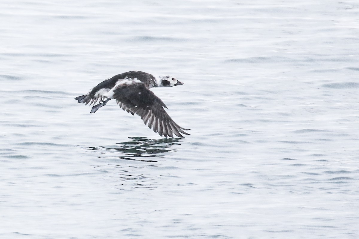 Long-tailed Duck - ML291334551