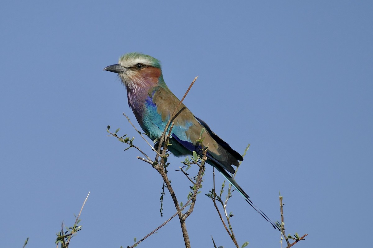 Lilac-breasted Roller - ML291341461