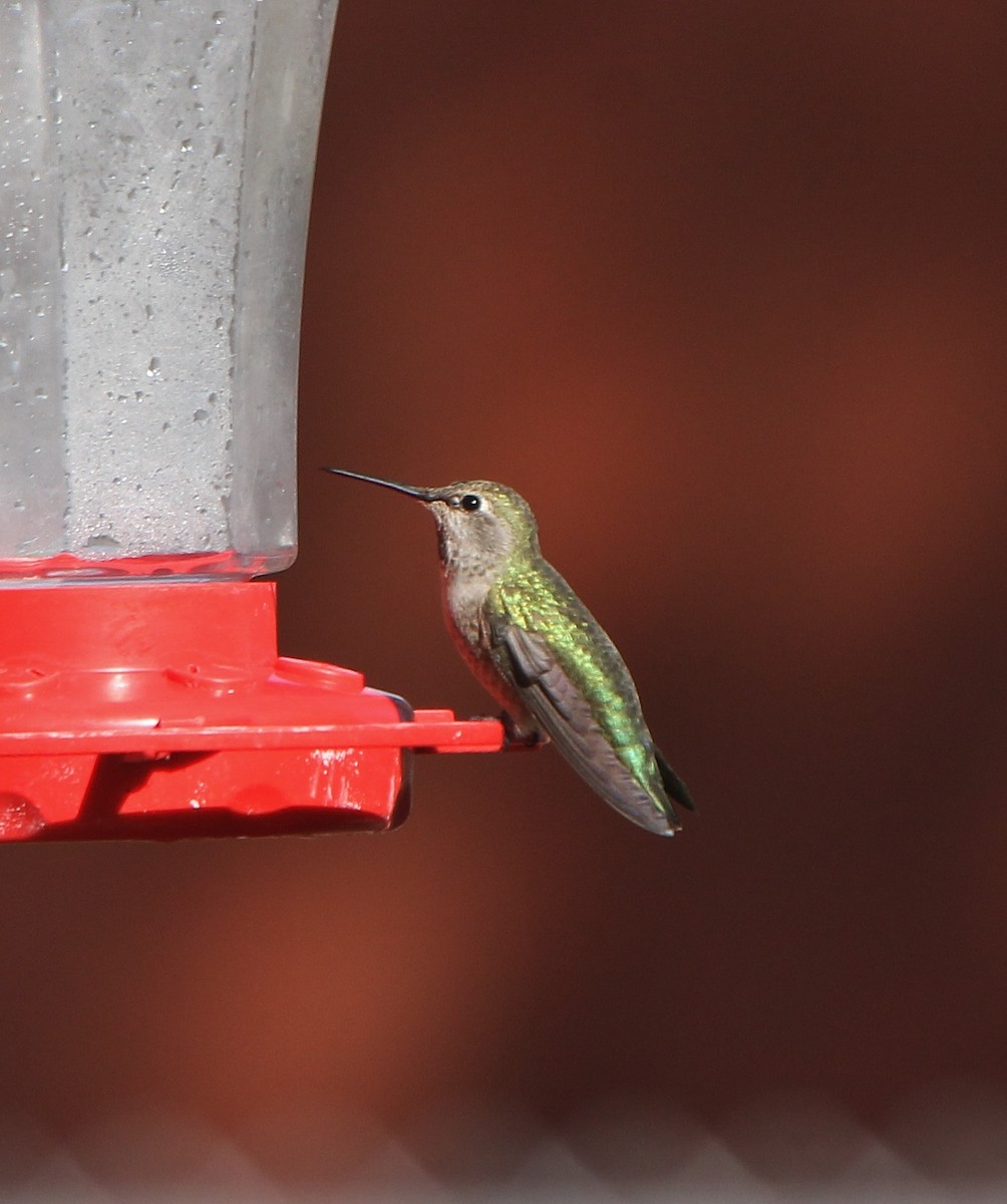 Anna's Hummingbird - Tripp Davenport