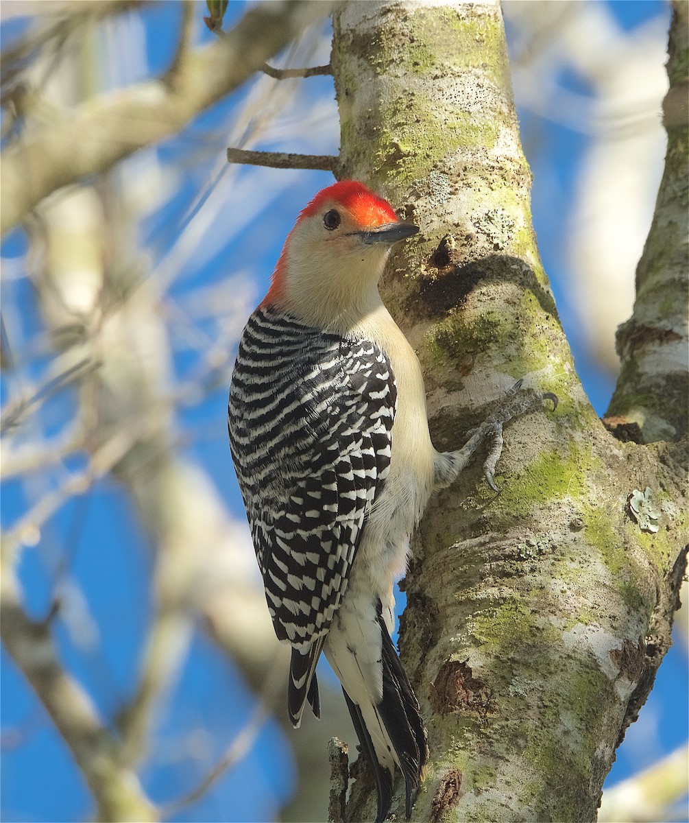 Red-bellied Woodpecker - Harlan Stewart