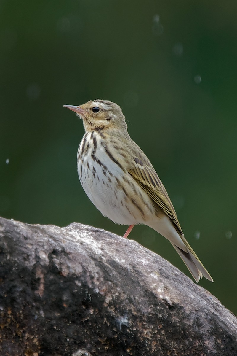 Olive-backed Pipit - ML291363231