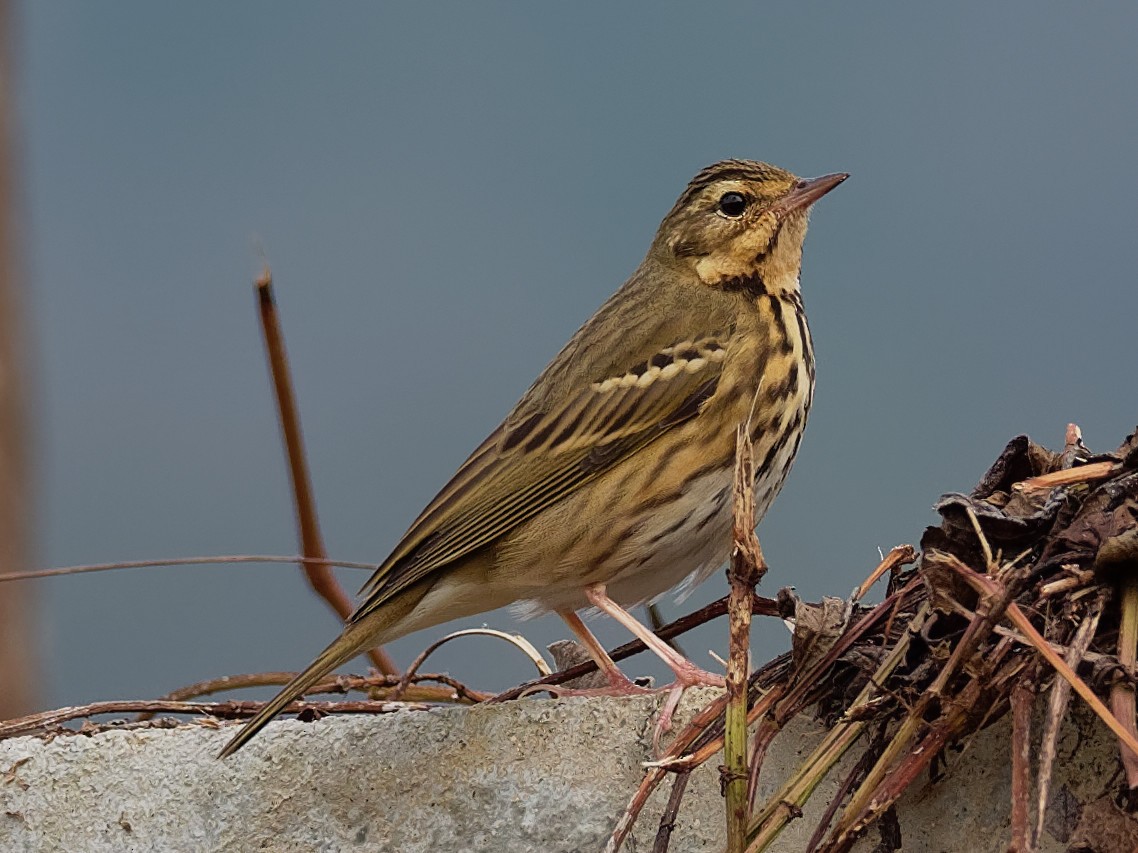Olive-backed Pipit - ML291363251