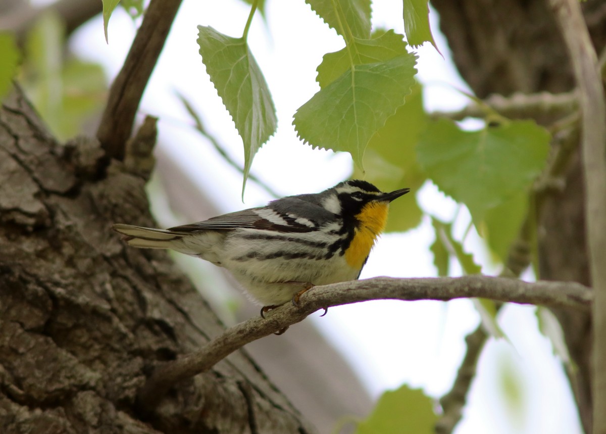 Yellow-throated Warbler - John Drummond