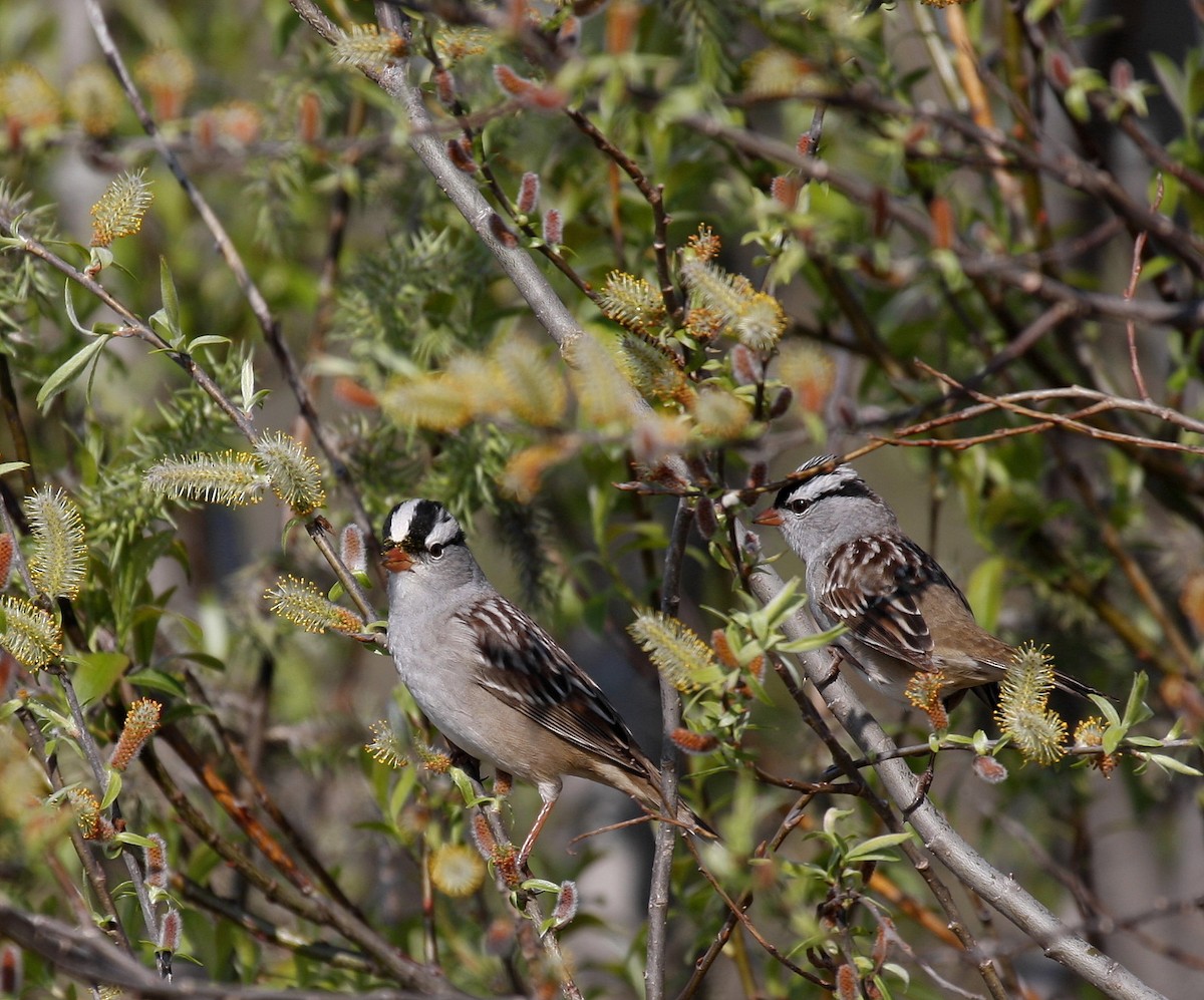 White-crowned Sparrow - Yves Dugré