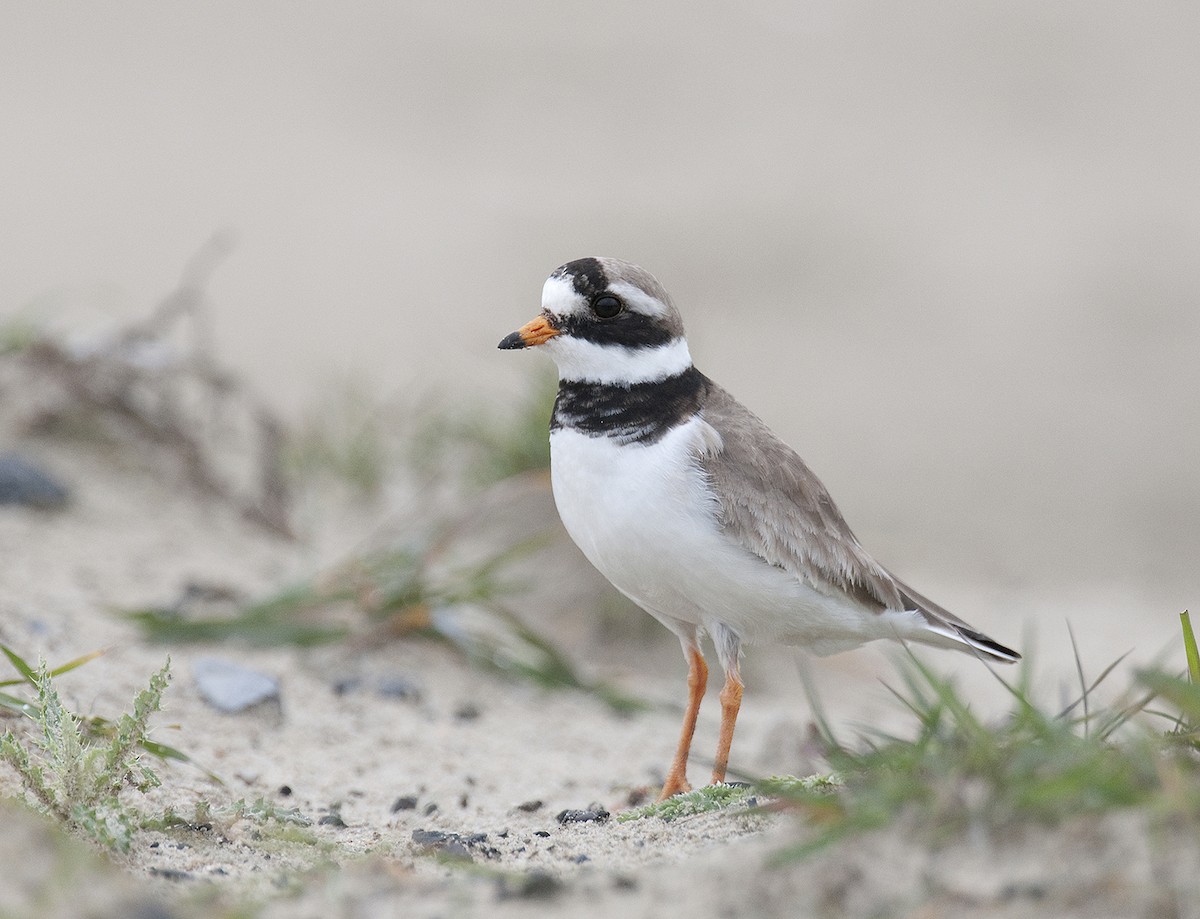 Common Ringed Plover - ML291374771