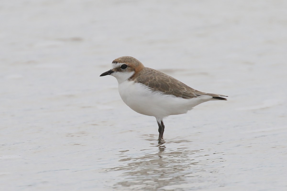 Red-capped Plover - Jan Andersson