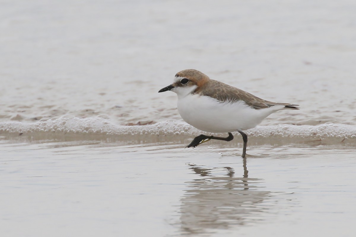 Red-capped Plover - ML291375051